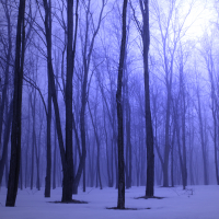 Foggy Blue Winter Forest