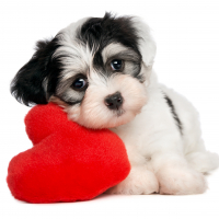Lover Valentine Havanese puppy