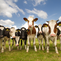 Team of Dutch cows