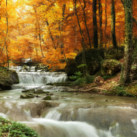 Forest waterfall
