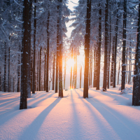 Sunset in the snowed trees
