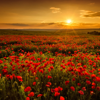 Poppy field at sunset
