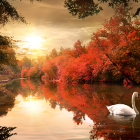 Swan in the autumn