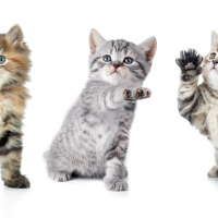 Kittens with paw up