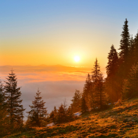 Sunrise forest in spring mountains