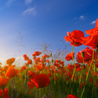 Poppies at sunrise