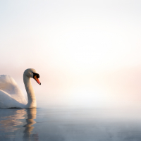 Swan floating on the lake