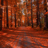 A fall drive
