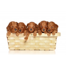 Poodle in basket