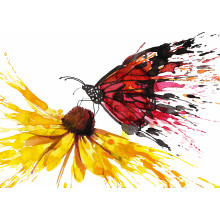 Butterfly Gathering Nectar