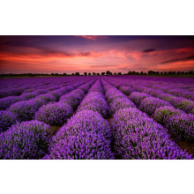 Lavender field at sunset