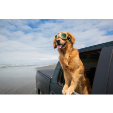 Dog Car Window