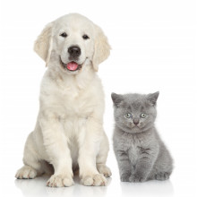 Cute dog and cat together