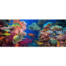 Tropical Reef Fish