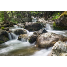 Springtime Rapids