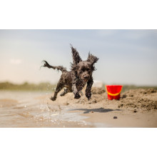Beach Dog