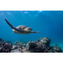 Giant turtle