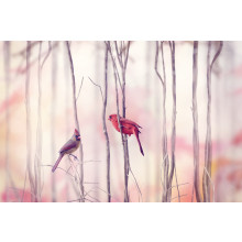 Northern Cardinal Birds