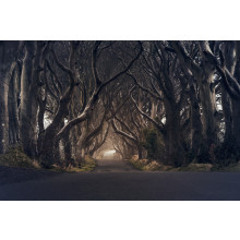 The Dark Hedges