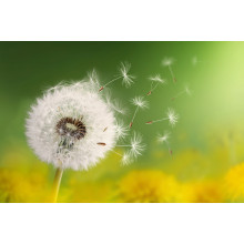 Dandelion seeds