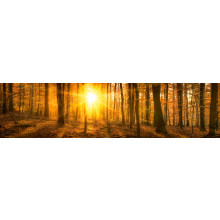 Golden panoramic forest