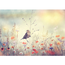 Field with wild flowers and a bird