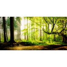 Sunrise in the forest 