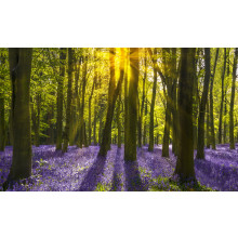 Bluebell Woods