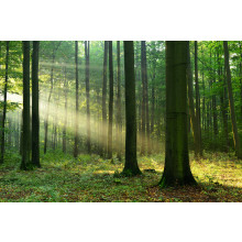 Forest landscape 