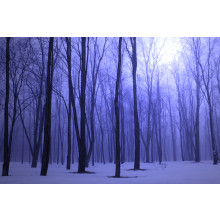 Foggy Blue Winter Forest