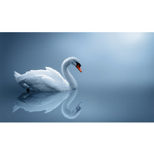 Lonely Swan
