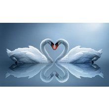 Swans