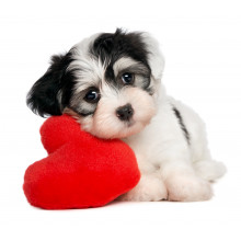 Lover Valentine Havanese puppy