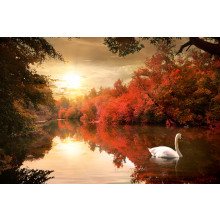 Swan in the autumn