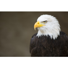 Bald headed eagle, side profile