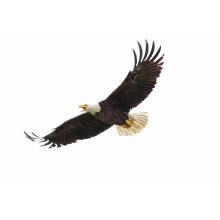 American Bald Eagle in Flight