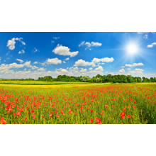 Summer meadow with poppies