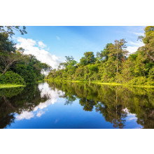 Amazon Rainforest