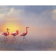 Flamingo Birds