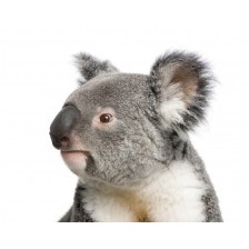 Portrait of male Koala bear