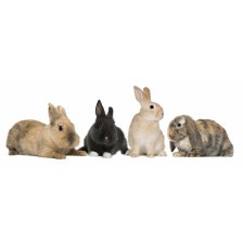 Four bunnies