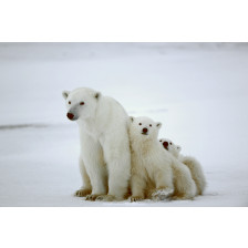 Polar Bear Family