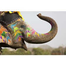 Decorated elephant at the elephant festival in Jaipur