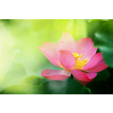 Pink Lotus flower