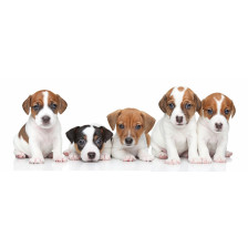 Group of Jack Russel terrier puppies