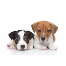 Two Jack Russell terrier puppies