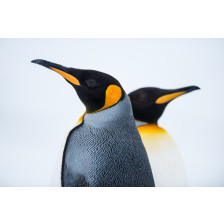 King Penguin Couple in love