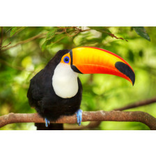 Beautiful Toucan