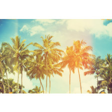 Palm trees at tropical coast