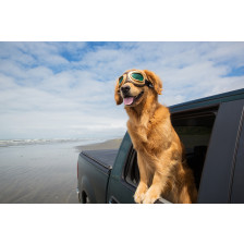 Dog Car Window